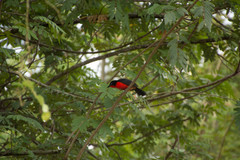 Laniarius erythrogaster