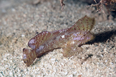 Pseudopataecus carnatobarbatus