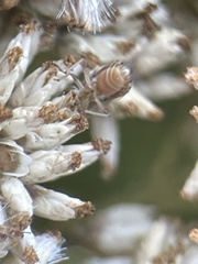 Germalus victoriae