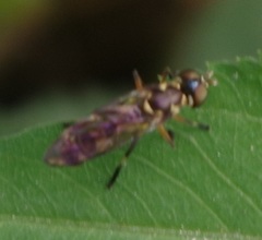 Spheginobaccha