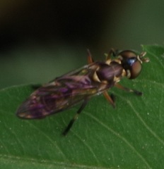 Spheginobaccha