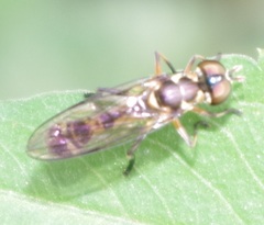 Spheginobaccha