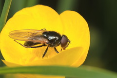 Cheilosia ranunculi