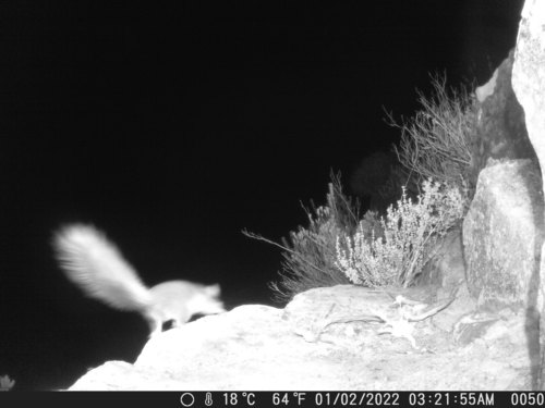 Spectacled African Dormouse (Graphiurus ocularis)