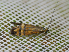 Nemophora amatella