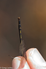 Phanogomphus diminutus