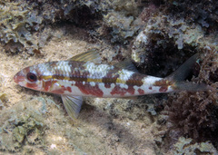 Mulloidichthys flavolineatus