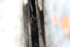 Elephantulus edwardii