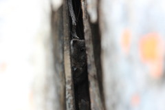 Elephantulus edwardii