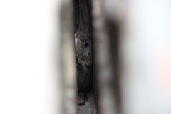 Elephantulus edwardii