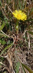 Tussilago farfara