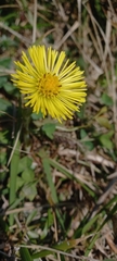 Tussilago farfara