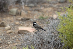 Melaniparus afer afer