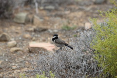 Melaniparus afer afer