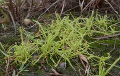 Drosera finlaysoniana