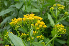Senecio linearifolius latifolius