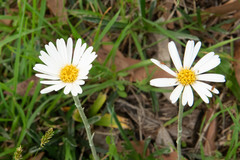 Celmisia pugioniformis