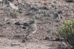 Galerida magnirostris sedentaria