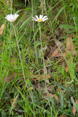 Celmisia pugioniformis