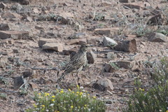 Galerida magnirostris sedentaria