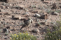Galerida magnirostris sedentaria