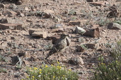 Galerida magnirostris sedentaria