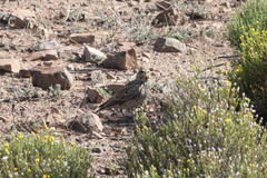 Galerida magnirostris sedentaria