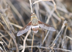 Ligyra cingulata
