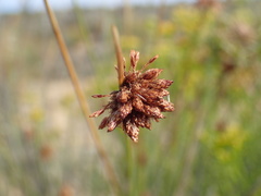 Afroscirpoides dioeca