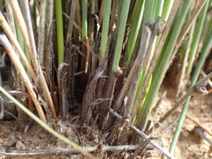 Afroscirpoides dioeca