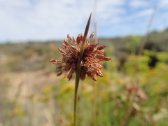 Afroscirpoides dioeca