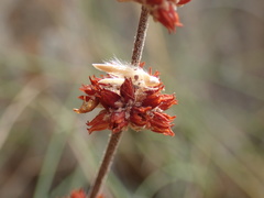 Crassula tomentosa