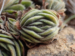 Crassula tomentosa