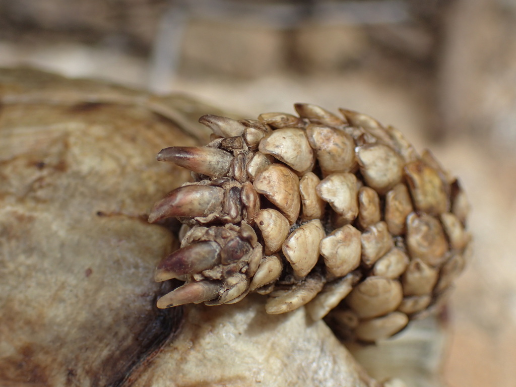 Karoo Dwarf Tortoise