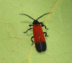 Cladophorus