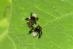 Homotrigona apicalis