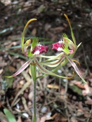 Caladenia dilatata