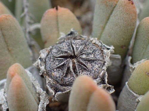 Image of Cheiridopsis namaquensis by (c) Mahomed Desai, some rights reserved (CC BY)