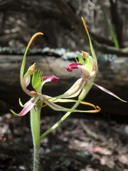 Caladenia dilatata
