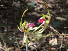 Caladenia dilatata