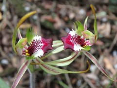 Caladenia dilatata