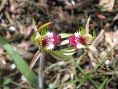 Caladenia dilatata
