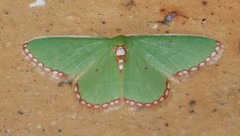 Allochrostes saliata