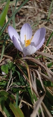 Crocus neglectus