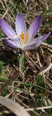 Crocus neglectus