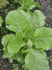 Brassica rapa pekinensis