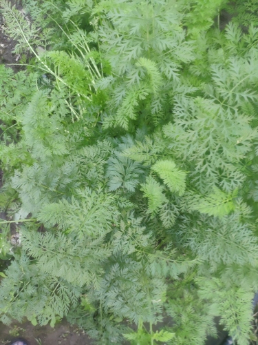 Ein weiteres Foto von Carrot
