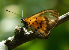 Acraea burni
