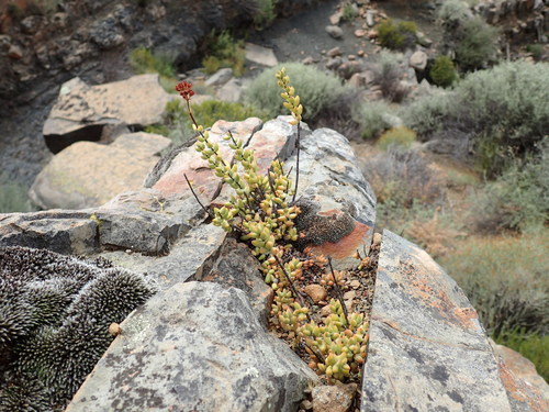 Crassula subaphylla