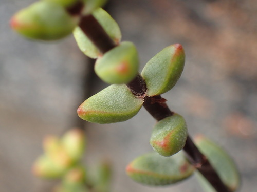 Crassula subaphylla